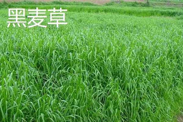 鹅喜欢吃哪些草，喜欢吃菊苣、苦荬菜等