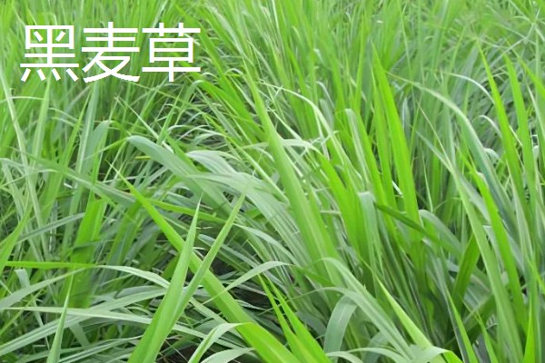 鹅喜欢吃哪些草，喜欢吃菊苣、苦荬菜等