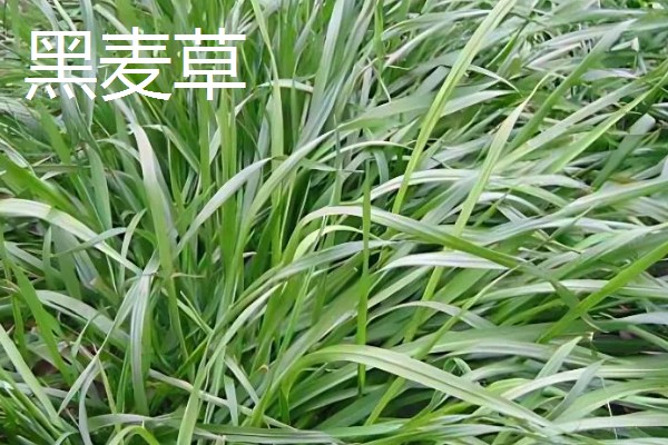 鹅喜欢吃哪些草，喜欢吃菊苣、苦荬菜等