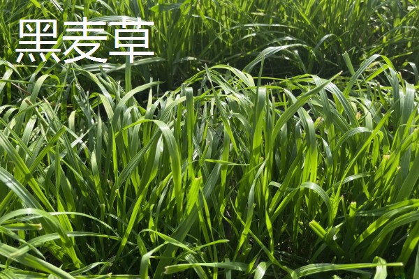 鹅喜欢吃哪些草，喜欢吃菊苣、苦荬菜等