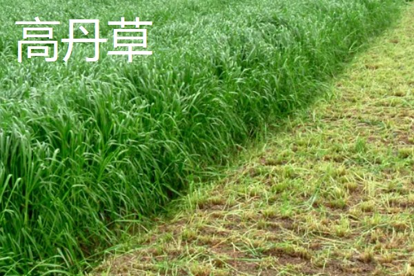 鹅喜欢吃哪些草，喜欢吃菊苣、苦荬菜等