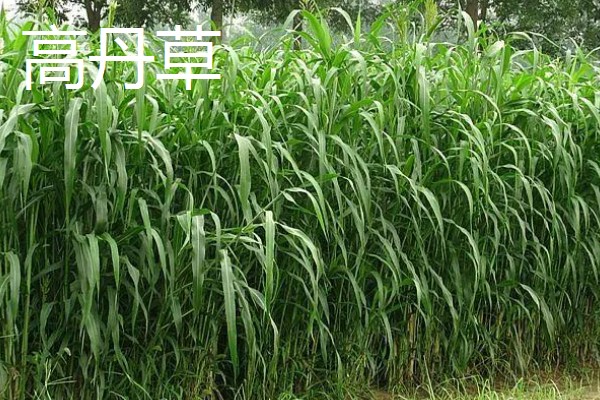 鹅喜欢吃哪些草，喜欢吃菊苣、苦荬菜等