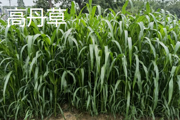 鹅喜欢吃哪些草，喜欢吃菊苣、苦荬菜等