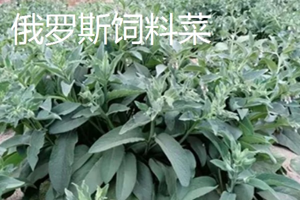 鹅喜欢吃哪些草，喜欢吃菊苣、苦荬菜等