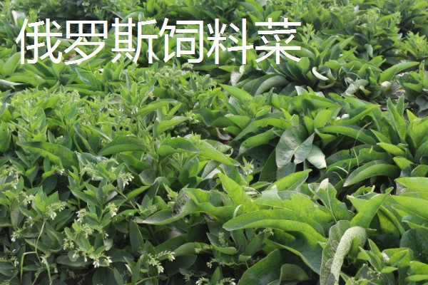 鹅喜欢吃哪些草，喜欢吃菊苣、苦荬菜等