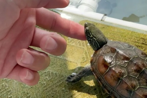 乌龟喜欢人摸它哪里，喜欢人摸它的脖子和龟壳