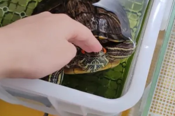 乌龟喜欢人摸它哪里，喜欢人摸它的脖子和龟壳