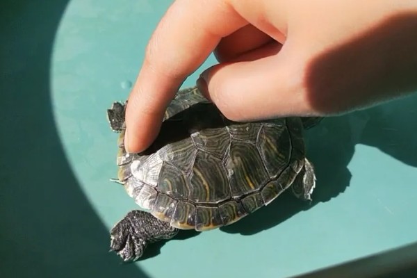 乌龟喜欢人摸它哪里，喜欢人摸它的脖子和龟壳