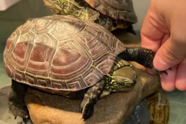 乌龟喜欢人摸它哪里，喜欢人摸它的脖子和龟壳