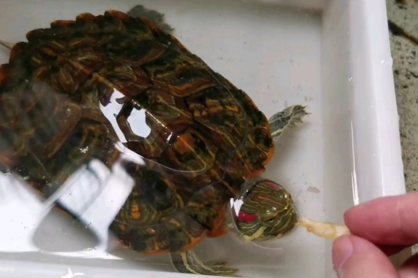 乌龟喜欢人摸它哪里，喜欢人摸它的脖子和龟壳