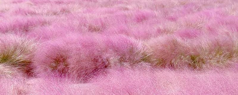 粉黛乱子草的简介，属于多年生草本植物