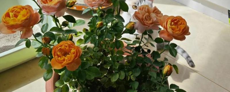 月季花的种植时间，以4-5月份或9-10月份为宜