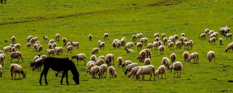 牧区和农业区畜牧业的特点，牧区畜牧业经营管理方法为粗放