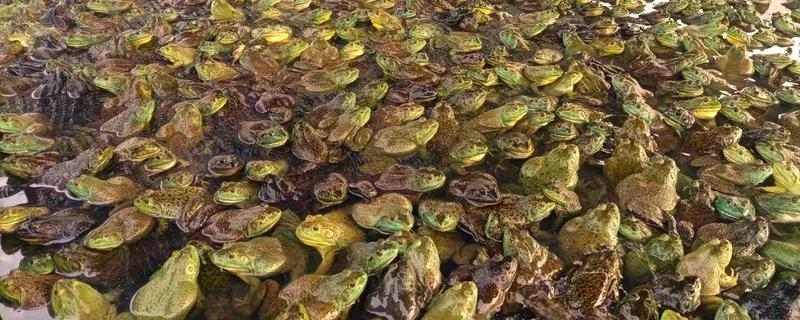 牛蛙的食物，以无脊椎动物、小脊椎动物为主食