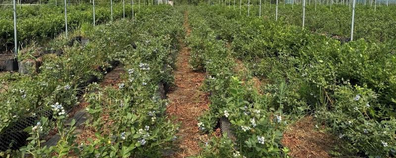 蓝莓对土壤的要求，适合长在疏松、排水性能好的沙壤土质中