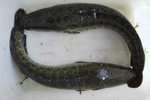 黑鱼区分公母的方法，体形、体色、尾柄等方面不同