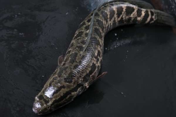 黑鱼区分公母的方法，体形、体色、尾柄等方面不同