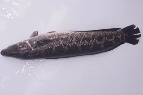 黑鱼区分公母的方法，体形、体色、尾柄等方面不同