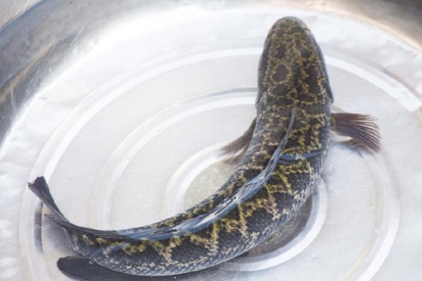 黑鱼区分公母的方法，体形、体色、尾柄等方面不同