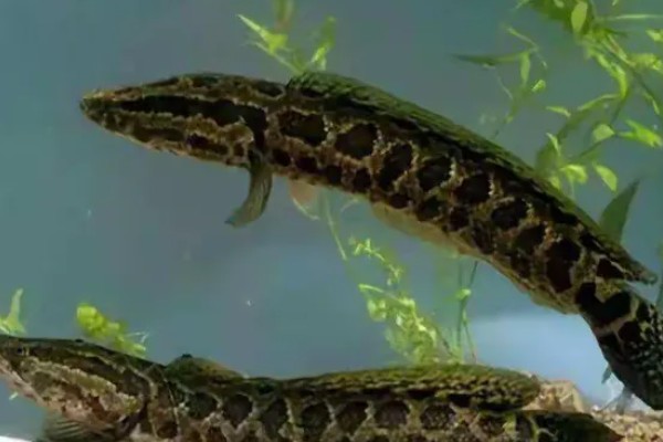 黑鱼区分公母的方法，体形、体色、尾柄等方面不同