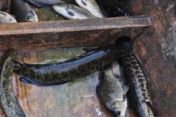 黑鱼区分公母的方法，体形、体色、尾柄等方面不同