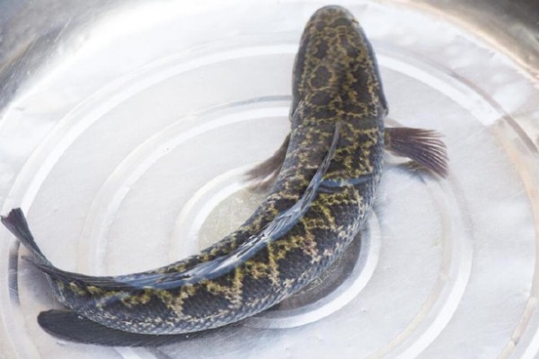 黑鱼区分公母的方法，体形、体色、尾柄等方面不同