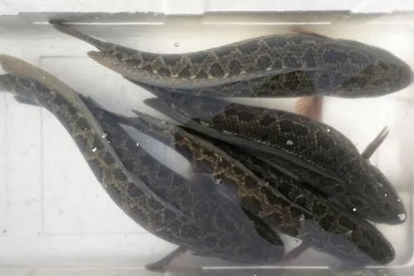 黑鱼区分公母的方法，体形、体色、尾柄等方面不同