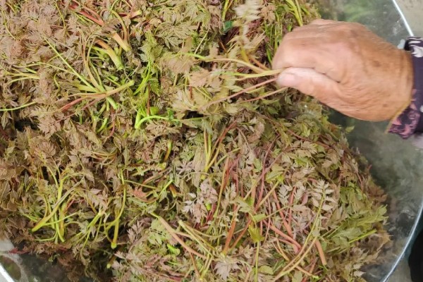 木乃芽的简介，属于栾树的嫩芽