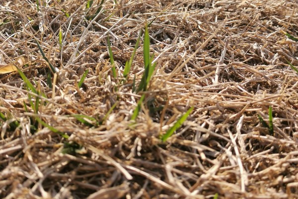 木乃芽的简介，属于栾树的嫩芽