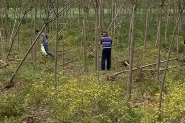 木乃芽的简介，属于栾树的嫩芽