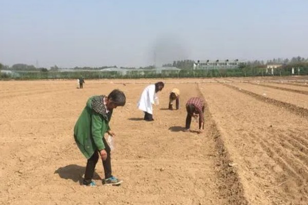 木乃芽的简介，属于栾树的嫩芽