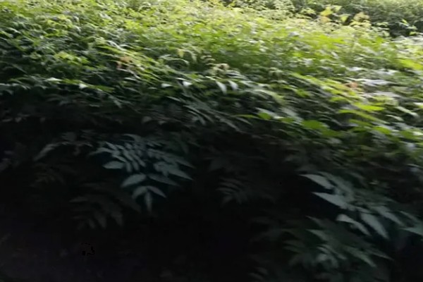 木乃芽的简介，属于栾树的嫩芽