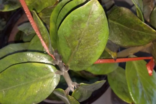 金钱树有黑斑是正常现象吗，并不是一种正常的现象