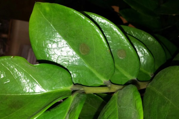 金钱树有黑斑是正常现象吗，并不是一种正常的现象
