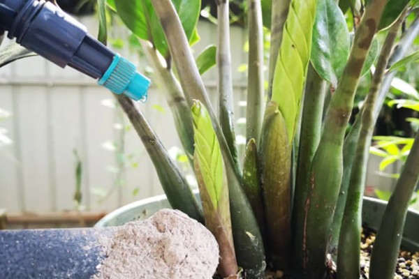 金钱树有黑斑是正常现象吗，并不是一种正常的现象