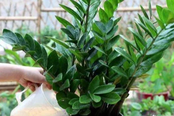 金钱树有黑斑是正常现象吗，并不是一种正常的现象