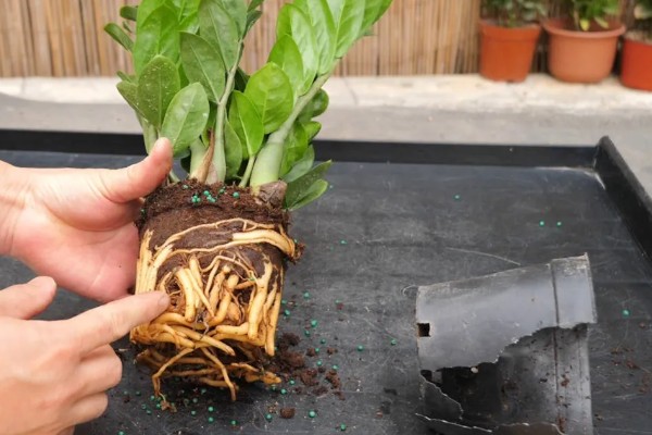 金钱树有黑斑是正常现象吗，并不是一种正常的现象