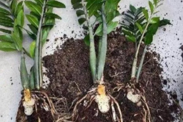 金钱树有黑斑是正常现象吗，并不是一种正常的现象