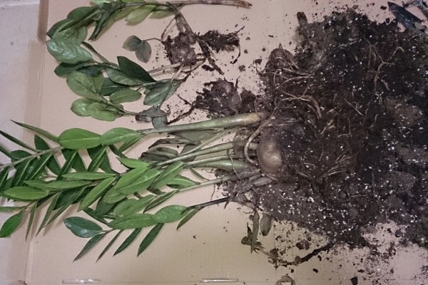 金钱树有黑斑是正常现象吗，并不是一种正常的现象