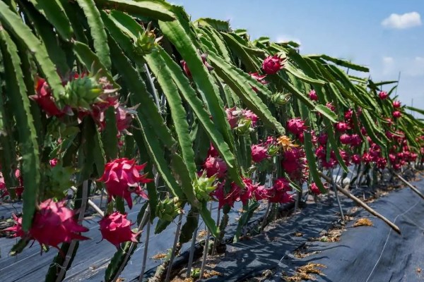 种植火龙果要什么条件，种植时要定期追肥