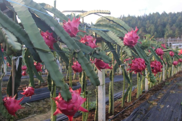 种植火龙果要什么条件，种植时要定期追肥