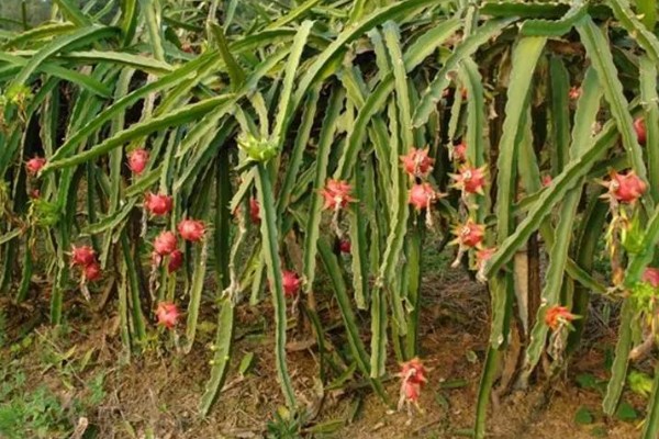 种植火龙果要什么条件，种植时要定期追肥