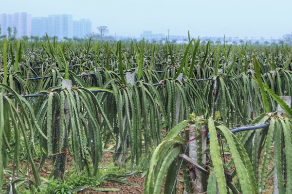 种植火龙果要什么条件，种植时要定期追肥