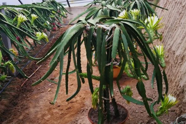 种植火龙果要什么条件，种植时要定期追肥