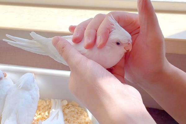 鹦鹉喜欢人摸它哪里，喜欢被摸头部、耳朵和脸部