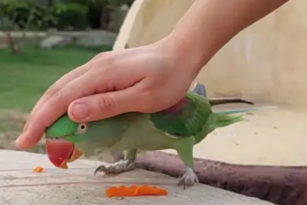 鹦鹉喜欢人摸它哪里，喜欢被摸头部、耳朵和脸部