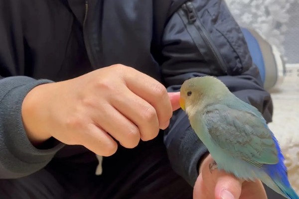 鹦鹉喜欢人摸它哪里，喜欢被摸头部、耳朵和脸部