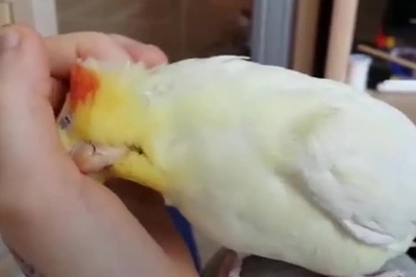 鹦鹉喜欢人摸它哪里，喜欢被摸头部、耳朵和脸部