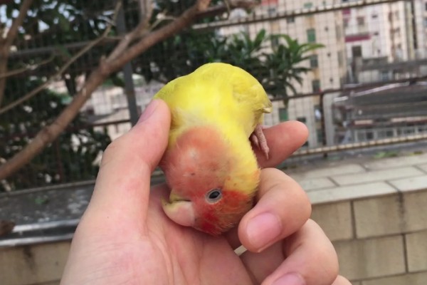 鹦鹉喜欢人摸它哪里，喜欢被摸头部、耳朵和脸部