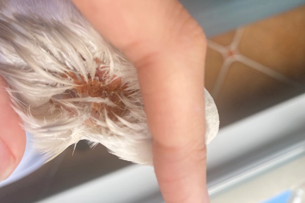 鹦鹉喜欢人摸它哪里，喜欢被摸头部、耳朵和脸部